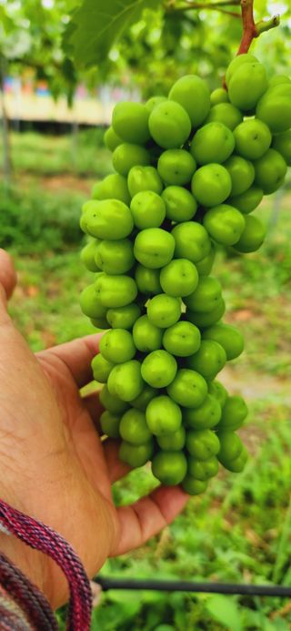 한상숙님의 포도 · 자유게시판 작성글 사진