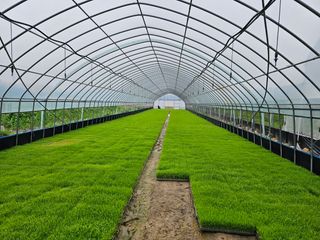 한상숙님의 포도 · 자유게시판 작성글 사진