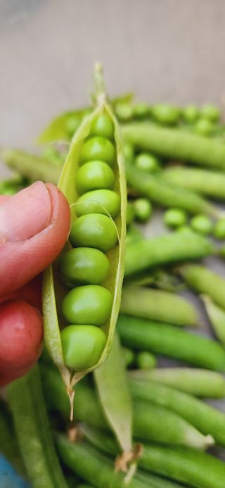 한상숙님의 포도 · 자유게시판 작성글 사진