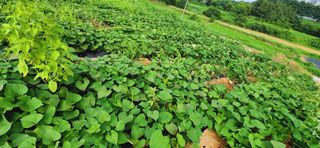 한상숙님의 포도 · 자유게시판 작성글 사진