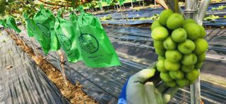 한상숙님의 포도 · 자유게시판 작성글 사진