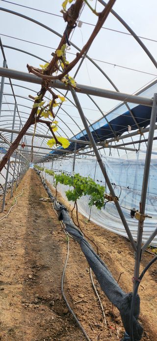 한상숙님의 포도 · 자유게시판 작성글 사진