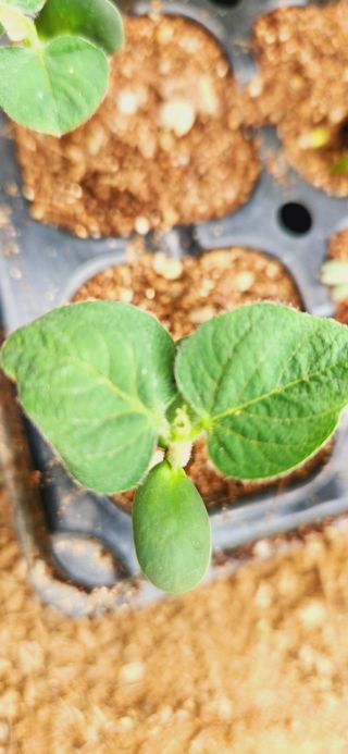 한상숙님의 포도 · 자유게시판 작성글 사진