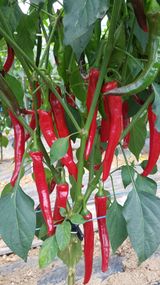 팜모닝 고추·수확 게시글 이미지