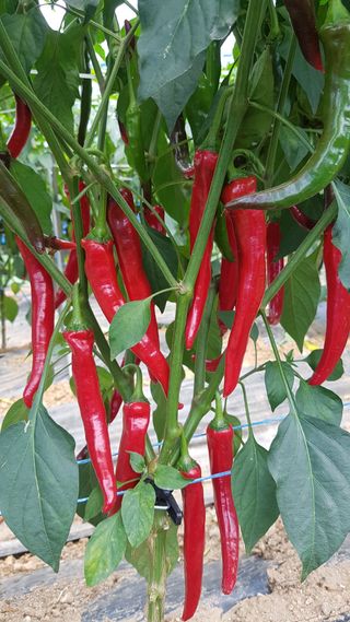 김광수님의 고추 · 수확 작성글 사진