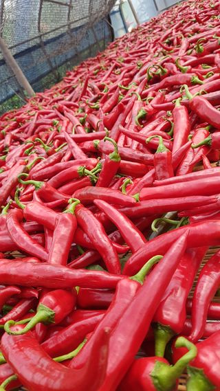 김광수님의 고추 · 수확 작성글 사진