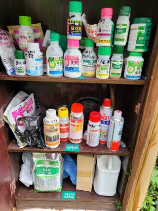 진해풍호동텃밭님의 고추 · 비료•농약 작성글 사진