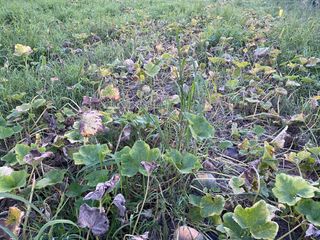 친환경님의 호박 · 병해충상담 작성글 사진