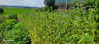 제주농부님의 참깨 · 자유게시판 작성글 사진