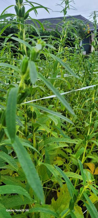 제주농부님의 참깨 · 자유게시판 작성글 사진