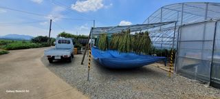 제주농부님의 참깨 · 자유게시판 작성글 사진