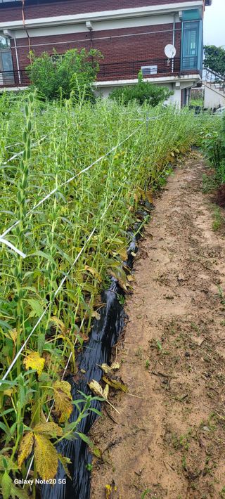 제주농부님의 참깨 · 자유게시판 작성글 사진