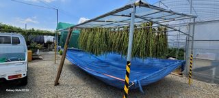 제주농부님의 참깨 · 자유게시판 작성글 사진