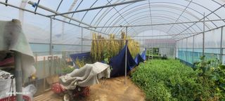 제주농부님의 참깨 · 자유게시판 작성글 사진