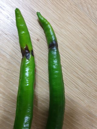 정현태님의 고추 · 병해충상담 작성글 사진