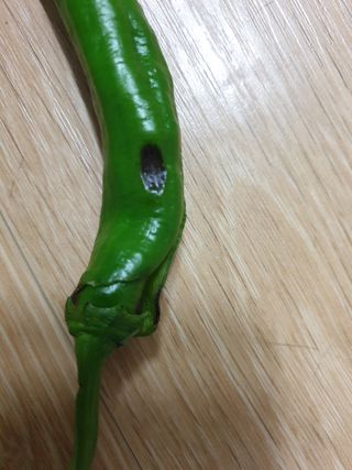 정현태님의 고추 · 병해충상담 작성글 사진