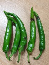 팜모닝 고추·병해충상담 게시글 이미지