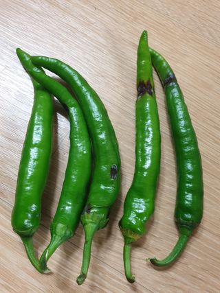 정현태님의 고추 · 병해충상담 작성글 사진