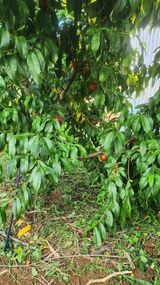 팜모닝 복숭아·자유게시판 게시글 이미지