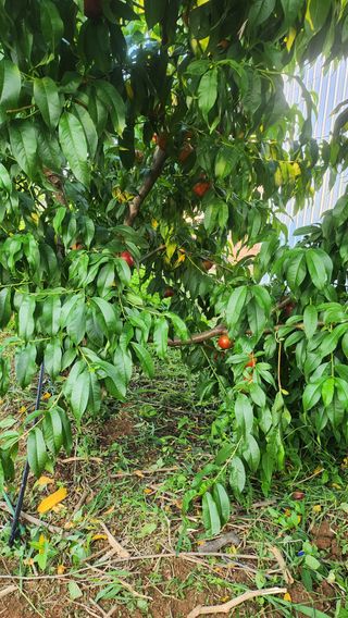 김호영님의 복숭아 · 자유게시판 작성글 사진