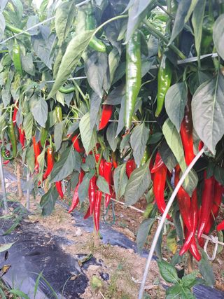 꿈드림뜨락님의 고추 · 일상 작성글 사진