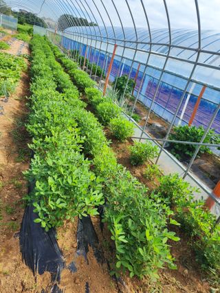 청송농장16987님의 자유주제 · 자유게시판 작성글 사진