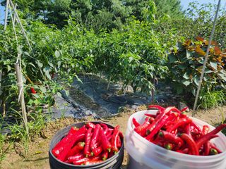 조용오님의 고추 · 병해충상담 작성글 사진