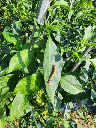 조용오님의 고추 · 병해충상담 작성글 사진