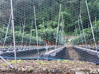 김윤철님의 고추 · 일상 작성글 사진