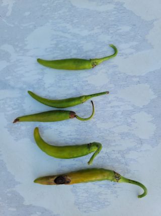 장영진 님의 고추 · 병해충상담 작성글 사진