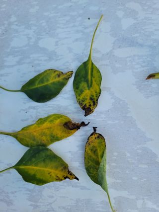 장영진 님의 고추 · 병해충상담 작성글 사진