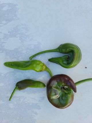 장영진 님의 고추 · 병해충상담 작성글 사진