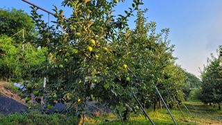 박우식님의 사과 · 일상 작성글 사진