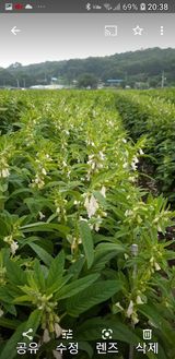 팜모닝 어떤 유기농자재 쓰세요?·참여글 게시글 이미지