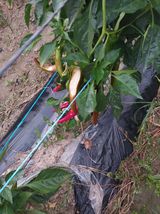 팜모닝 고추·병해충상담 게시글 이미지