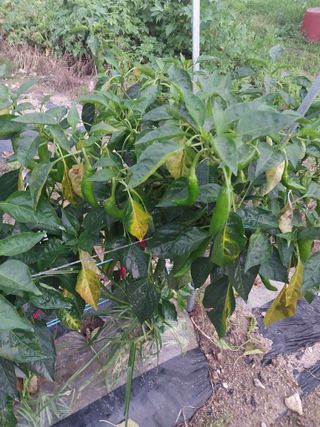 김갑수님의 고추 · 병해충상담 작성글 사진