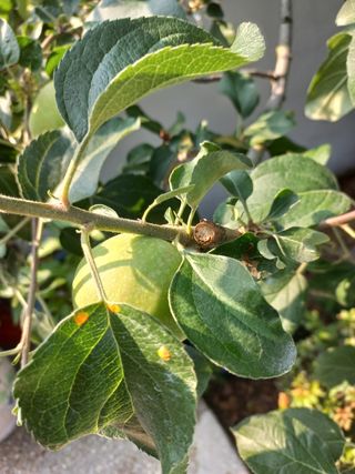 바람불다님의 사과 · 병해충상담 작성글 사진