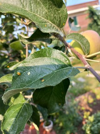 바람불다님의 사과 · 병해충상담 작성글 사진