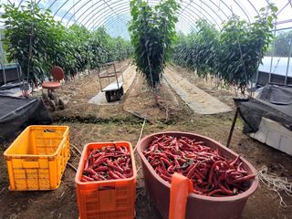 하동베리굿베리팜님의 고추 · 수확 작성글 사진