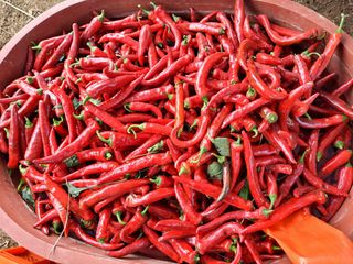 하동베리굿베리팜님의 고추 · 수확 작성글 사진