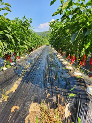 이덕수님의 고추 · 일상 작성글 사진