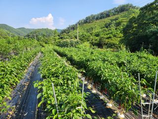 이덕수님의 고추 · 일상 작성글 사진