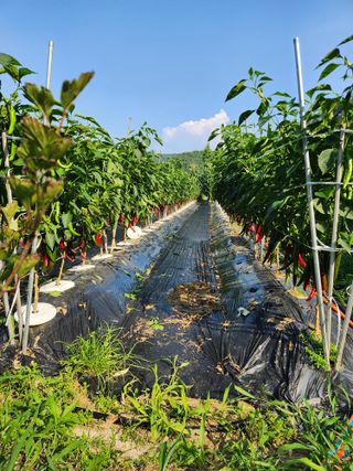 이덕수님의 고추 · 일상 작성글 사진