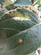 팜모닝 사과·병해충상담 게시글 이미지