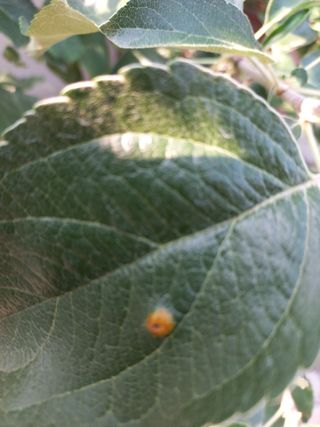 바람불다님의 사과 · 병해충상담 작성글 사진