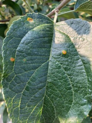 바람불다님의 사과 · 병해충상담 작성글 사진