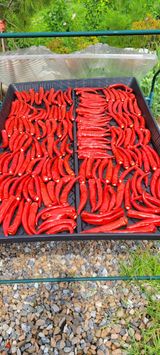 팜모닝 고추·수확 게시글 이미지