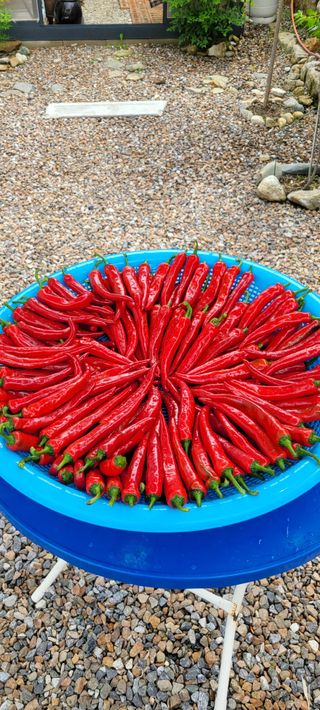 엄정순님의 고추 · 수확 작성글 사진