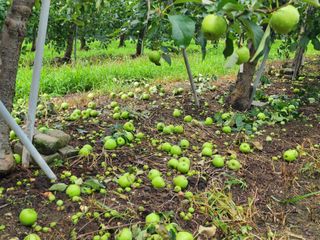 알 수 없음님의 사과 · 일상 작성글 사진