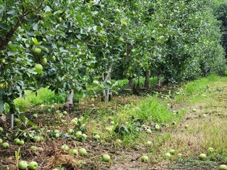 알 수 없음님의 사과 · 일상 작성글 사진